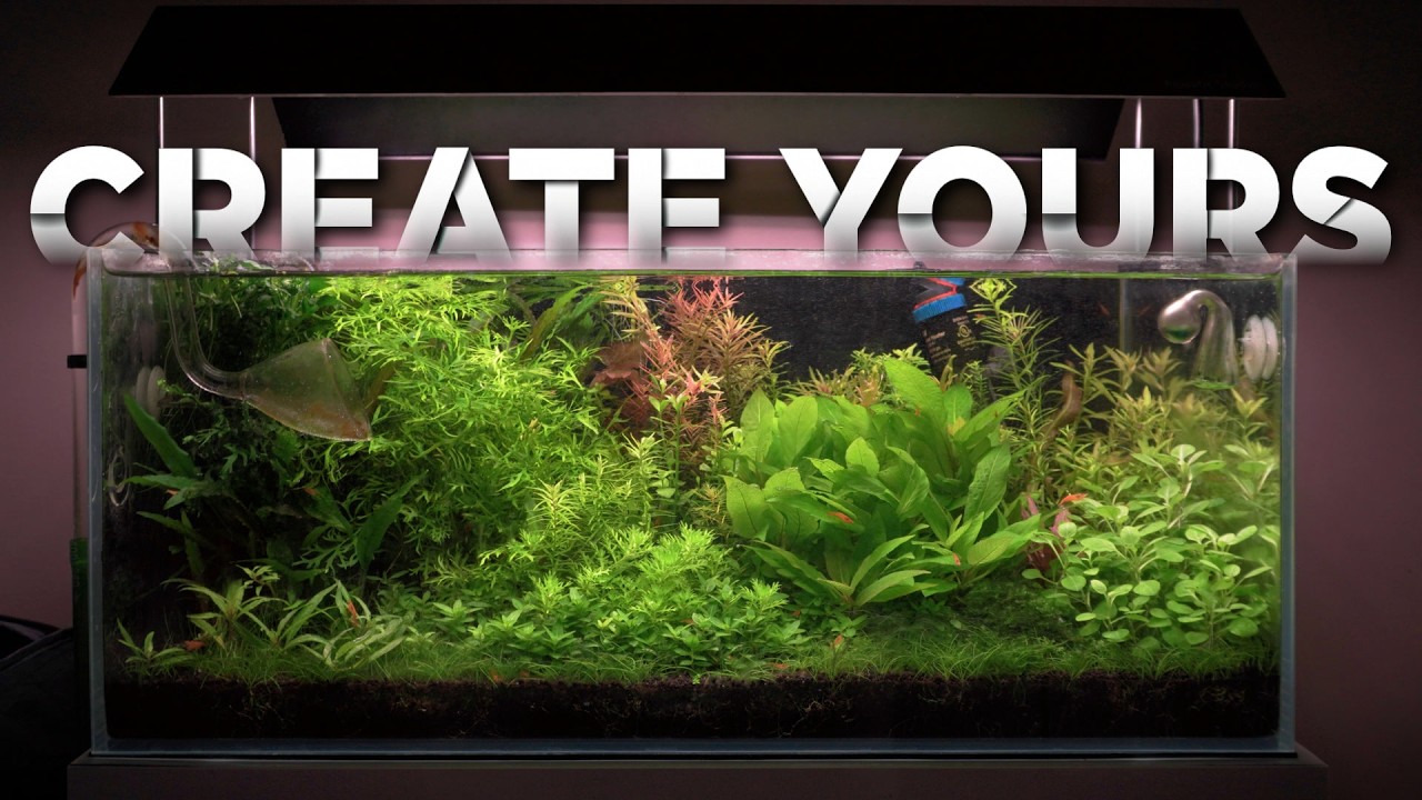 Watch This Before Starting a Planted Tank in 2026