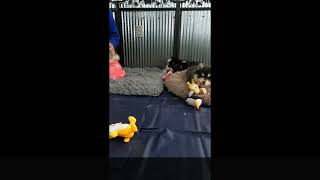 How cute are these playful pomsky puppies out of Nikki & Ivory now 7 &8 weeks old by Maine Aim Ranch Dogs 26 views 3 months ago 6 minutes, 45 seconds