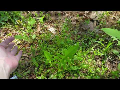 Video: Xác định Horsenettle: Mẹo về Thuốc diệt cỏ và Kiểm soát hữu cơ Horsenettle