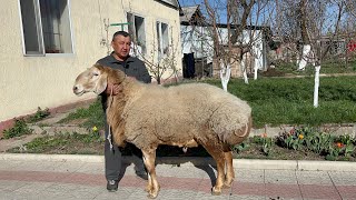 ДРАКУЛА мекенчил🇰🇬 эми Кыргыстанда || Таалай байкенин уруктук кочкорлору