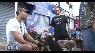 bila kinaa|سوق الكلاب في تونس..مئات الأنواع و الأسعار من مليون لعشرة..شيواوا ملكة الكلاب