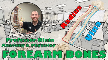 Forearm Bones (Radius & Ulna)