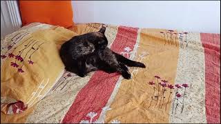 The hole bed for my Tortioshell cat by Benjamin Tobies 13 views 1 month ago 2 minutes, 8 seconds