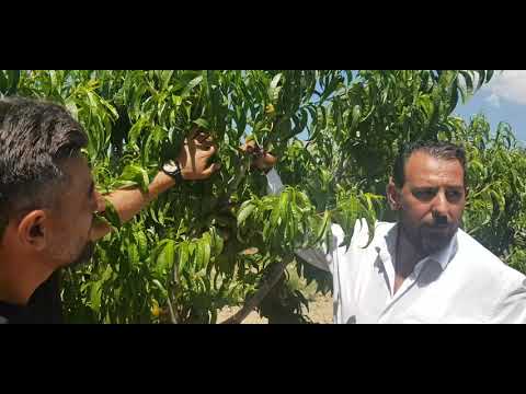 Video: Şeftali Ağacı Gübresi - Şeftali Ağaçları Nasıl Gübrelenir