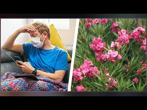 Video: Het Effect Van 5α-oleandrin Op Keloïde Fibroblastactiviteiten