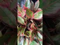 Aglaonema Siam Aurora / Aglaonema Red Lipstick/ Aglaonema Variety@PlantZone