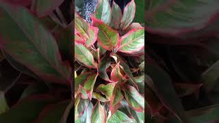 Aglaonema Siam Aurora / Aglaonema Red Lipstick/ Aglaonema Variety@PlantZone