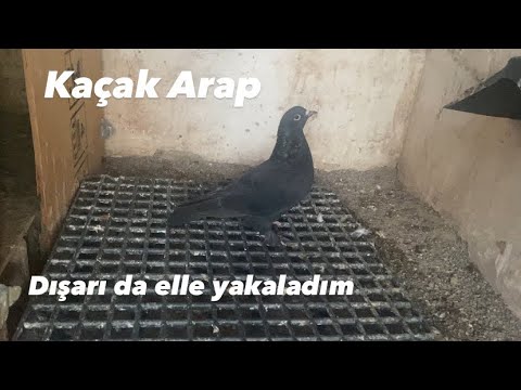 Kaçak güvercin dışarıda elle yakaladım