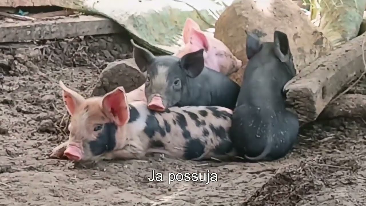 На ферме обустраивают место для ночлега.