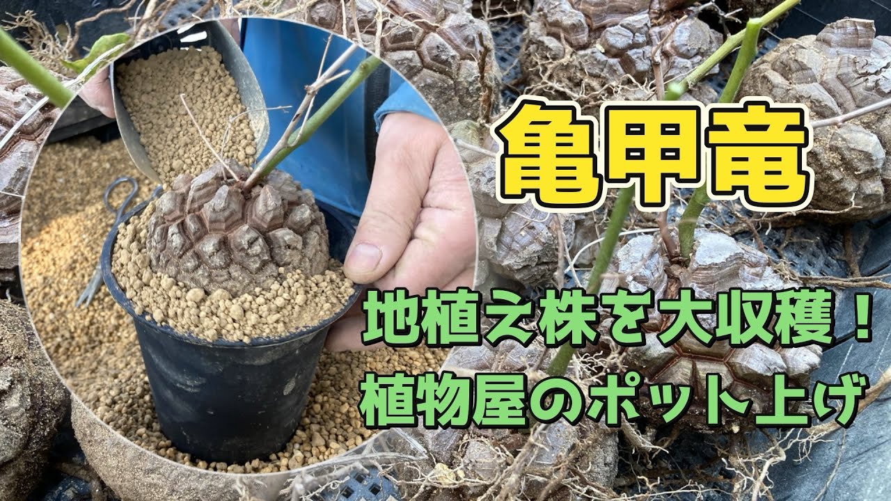 【亀甲竜】地植えを収穫してポット上げ！植物屋の作業動画【塊根植物】