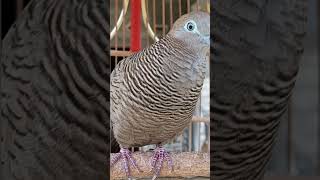 Download Lagu Burung merpati lokal memiliki suara penunjuk arah yang sangat jernih untuk umpan yang langsung merespons #shorts MP3