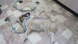 DESHEDDING MY HUSKY DASH! | TIME LAPSE | HOW MUCH FUR DO HUSKIES SHED ?