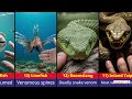 30 Animals You Should Never Touch