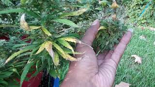 Dirty outdoor Flowersππ±π
