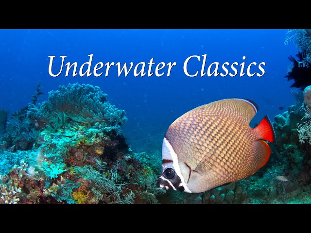 Underwater Classics - LISTEN TO CLASSICAL FAVORITES W/AMAZING UNDERWATER SCENES! -  Relax-TV 4K class=