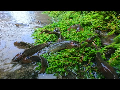 Rainy day fishing exciting - Find & catch alot of climbing perch fish reverse water rainy day