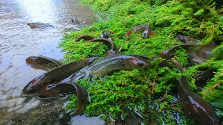 Rainy day fishing exciting - Find & catch alot of climbing perch fish reverse water rainy day