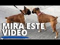 Piensas adoptar un Boxer? MIRA ESTE VIDEO!