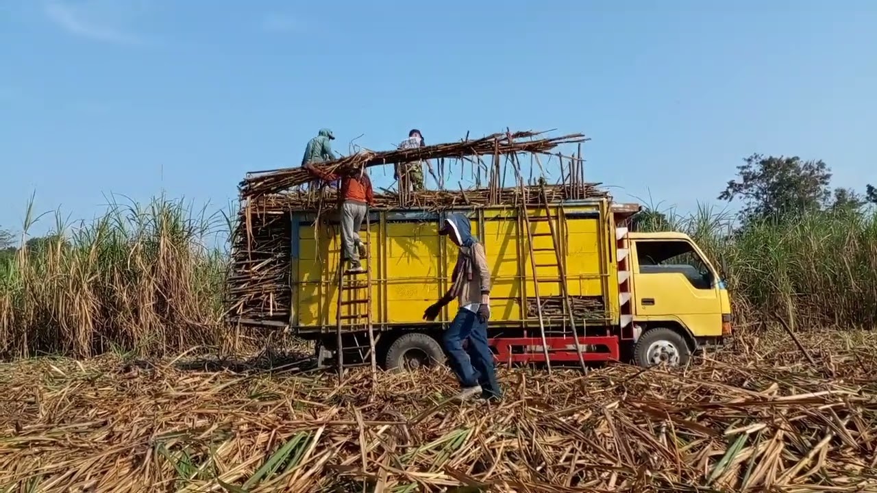 PROSES TEBANG DAN MUAT TEBU GILING KUALITAS SUPER MUSIM GILING 2022||TEBU PANJANG 4 METER