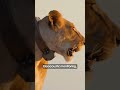 Can you identify a lion by its roar?