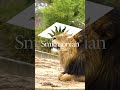 Can you identify a lion by its roar?