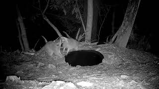 Proper raccoon mating etiquette.