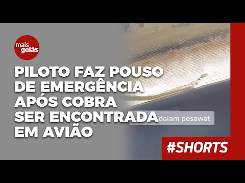 Piloto faz pouso de emergência após cobra ser encontrada em avião