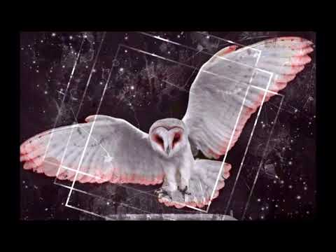 ბუ - ფურცელი / bu - purceli