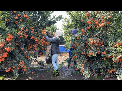 Video: Regar Una Mandarina De Cosecha Propia