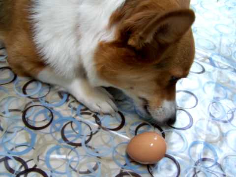 yassy's-gourmet-dog-kitchen;pembroke-welsh-corgi-"palette"-and-a-whole-egg