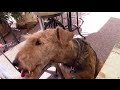Эрдельтерьер в городе |  Airedale Terrier in Vienna  | Vlog