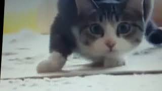 Vigu Vigu
