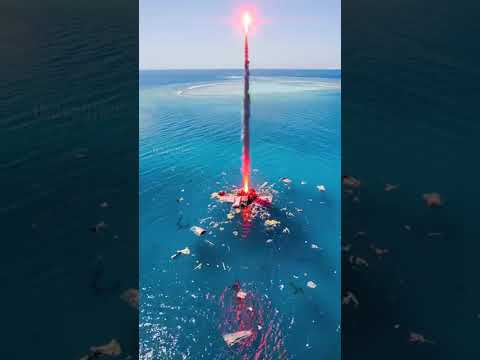 Orca Pod Saves Plane Crash Survivor From Shark Attack In Open Ocean Animals Rescue Wildlife