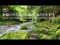 4K映像 + 自然環境音 新緑の中を流れる湧水 / 鳥のさえずり / 円原川