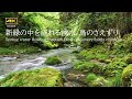 4K映像 + 自然環境音　新緑の中を流れる湧水 / 鳥のさえずり / 円原川