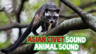 Asian Civet Sound | Animal Sound