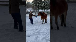 Horse Plays Tug-of-War