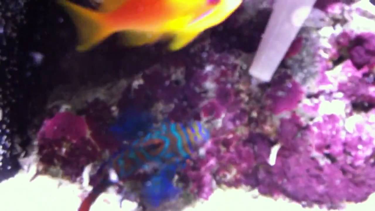 My Mandarin Dragonet Eating Frozen Food!!