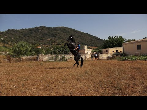Vídeo: S'han de muntar cavalls?
