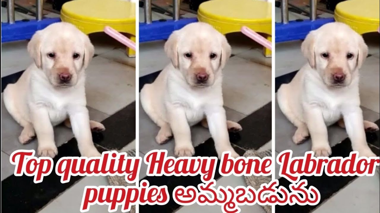 Labrador puppies for sale7093471778kadapadog market in kadapa YouTube