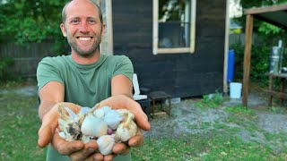 Rob greenfield???s "how to grow garlic in the subtropics" blog post
here - http://robgreenfield.tv/floridagarlic/many florida gardeners &
farmers have failed a...