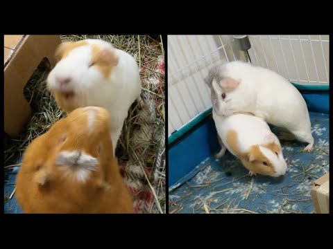 guinea-pigs-getting-frisky