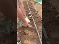 🌱🍠 Sweet Potato Vine Cutting Planting Method