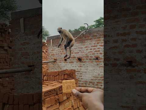 Hanuman Jump🙏