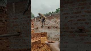 Hanuman Jump🙏