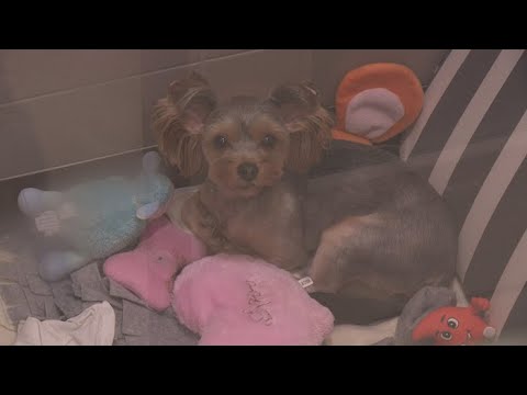 추석연휴에 반려동물 위한 애견호텔ㆍ펫터파크 인기 / 연합뉴스TV (YonhapnewsTV)