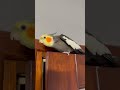 Parrot Whistle The Addams Family Parrot Whistle The Addams Family