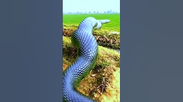 Anaconda Snake P2 #shorts #snake#python #snakes #nagin #anaconda#bigsnake #anacondasnake #smrmisery