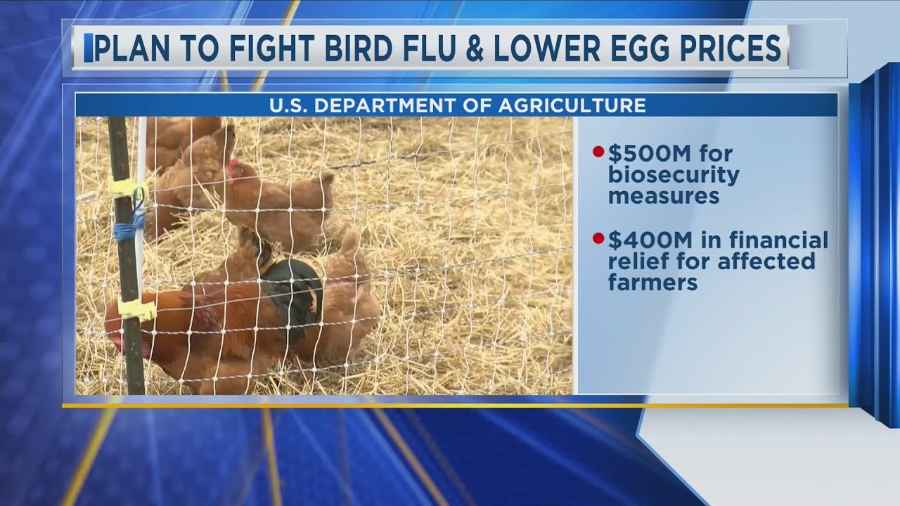 Plan To Fight Bird Flu And Lower Egg Prices - YouTube
