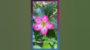 Fibonacci series found in nature #nature #mathematics #fibonacci #mathshorts #lovemath